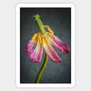 Old Pink Tulip with Textured Background Sticker